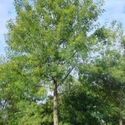 Mimosa Als Boom (Acacia Dealbata) -Aanbiedingen Tuin Vitaal Winkel 20120219160954 6