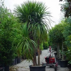 Cordyline (Cordyline Australis) 17 Cordyline (Cordyline Australis) -Aanbiedingen Tuin Vitaal Winkel 20120220150047 8