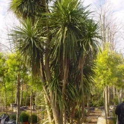 Cordyline (Cordyline Australis) 16 Cordyline (Cordyline Australis) -Aanbiedingen Tuin Vitaal Winkel 20120220150143 8