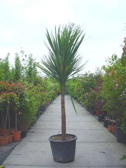 Cordyline (Cordyline Australis) 2 Cordyline (Cordyline Australis) - Afbeelding 2