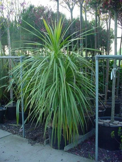 Cordyline (Cordyline Australis) 1 Cordyline (Cordyline Australis)