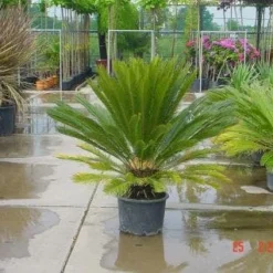 Cycaspalm (Cycas Revoluta) -Aanbiedingen Tuin Vitaal Winkel 20120220154507 5