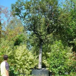 Kaki (Diospyros Kaki) -Aanbiedingen Tuin Vitaal Winkel 20120220155112 8