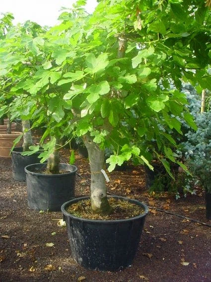Vijg Als Solitair (Ficus Carica) 3 Vijg Als Solitair (Ficus Carica) - Afbeelding 3