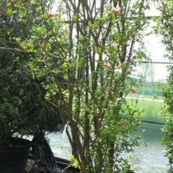 Granaatappel Als Struik (Punica Granatum) -Aanbiedingen Tuin Vitaal Winkel 20120821153129 7