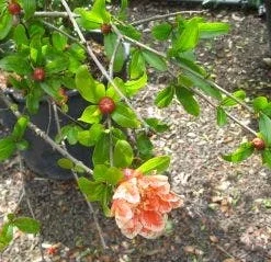 Granaatappel Als Struik (Punica Granatum) -Aanbiedingen Tuin Vitaal Winkel 20120821153145 7