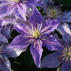 Bosrank (Clematis 'Justa') -Aanbiedingen Tuin Vitaal Winkel 20120919134614 1 1