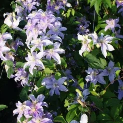 Bosrank (Clematis 'Justa') -Aanbiedingen Tuin Vitaal Winkel 20120919134633 1 1