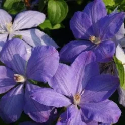 Bosrank (Clematis 'Mrs Cholmondeley') -Aanbiedingen Tuin Vitaal Winkel 20120919151745 1 1