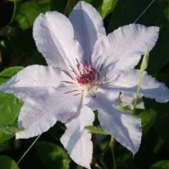 Bosrank (Clematis 'Snow Queen') -Aanbiedingen Tuin Vitaal Winkel 20120919152528 1 1