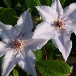 Bosrank (Clematis 'Snow Queen') -Aanbiedingen Tuin Vitaal Winkel 20120919152541 1 1