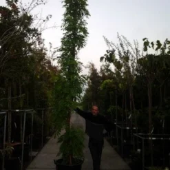 Blauwe Regen (Wisteria Sinensis) 14 Blauwe Regen (Wisteria Sinensis) -Aanbiedingen Tuin Vitaal Winkel 20121012085312 13