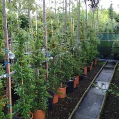 Vuurdoorn (Pyracantha 'Soleil D'Or') 5 Vuurdoorn (Pyracantha 'Soleil D'Or') -Aanbiedingen Tuin Vitaal Winkel 20121017141100 4