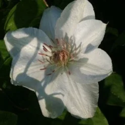 Bosrank (Clematis 'Mrs George Jackman') -Aanbiedingen Tuin Vitaal Winkel 20121017155031 1 1