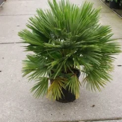 Dwergpalm (Chamaerops Humilis 'Vulcano') 10 Dwergpalm (Chamaerops Humilis 'Vulcano') -Aanbiedingen Tuin Vitaal Winkel 20121229152912 2