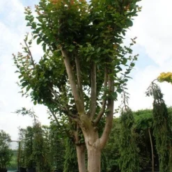 Roze Lagerstroemia Als Boom (Lagerstroemia Indica) 20 Roze Lagerstroemia Als Boom (Lagerstroemia Indica) -Aanbiedingen Tuin Vitaal Winkel 20130121162344 9
