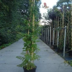 Trompetbloem (Campsis Tagliabuana 'Mme Galen') 12 Trompetbloem (Campsis Tagliabuana 'Mme Galen') -Aanbiedingen Tuin Vitaal Winkel 20130215104653 9