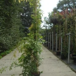 Blauwe Regen (Wisteria Sinensis) 15 Blauwe Regen (Wisteria Sinensis) -Aanbiedingen Tuin Vitaal Winkel 20130215105427 13