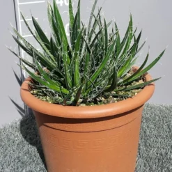 Winterharde Agave (Agave Shidigera) -Aanbiedingen Tuin Vitaal Winkel 20190628 114010 resized