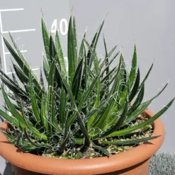 Winterharde Agave (Agave Shidigera) -Aanbiedingen Tuin Vitaal Winkel 20190628 114021 resized