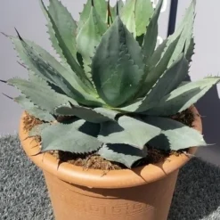 Winterharde Agave (Agave Ovalifolia) -Aanbiedingen Tuin Vitaal Winkel 20190628 114503 resized