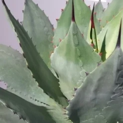 Winterharde Agave (Agave Ovalifolia) -Aanbiedingen Tuin Vitaal Winkel 20190628 114523 resized