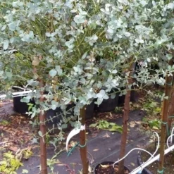 Eucalyptus Op Stam (Eucalyptus Gunnii) -Aanbiedingen Tuin Vitaal Winkel 20190712 152539