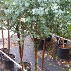 Eucalyptus Op Stam (Eucalyptus Gunnii) -Aanbiedingen Tuin Vitaal Winkel 20190712 152604