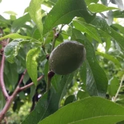 Amandelboom (Prunus Dulcis) -Aanbiedingen Tuin Vitaal Winkel 20190712 153156 1