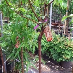 Amandelboom (Prunus Dulcis) -Aanbiedingen Tuin Vitaal Winkel 20190712 153317 1