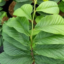 Pawpaw (Asimina Triloba) -Aanbiedingen Tuin Vitaal Winkel 20210826 101312