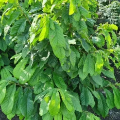 Pawpaw (Asimina Triloba) -Aanbiedingen Tuin Vitaal Winkel 20210826 102528