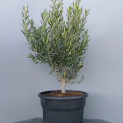 Olijf Als Struik (Olea Europaea) -Aanbiedingen Tuin Vitaal Winkel 20220223 132609