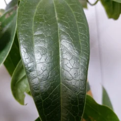 Groenblijvende Clematis (Clematis Armandii 'Hendersonii Rubra') 5 Groenblijvende Clematis (Clematis Armandii 'Hendersonii Rubra') -Aanbiedingen Tuin Vitaal Winkel 20220613 162250