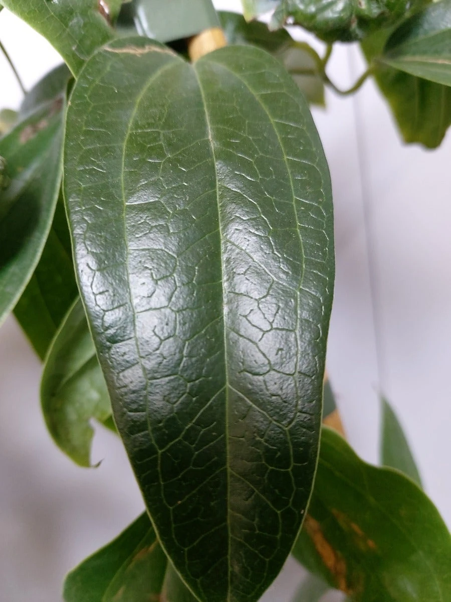 Groenblijvende Clematis (Clematis Armandii 'Hendersonii Rubra') 3 Groenblijvende Clematis (Clematis Armandii 'Hendersonii Rubra') - Afbeelding 3