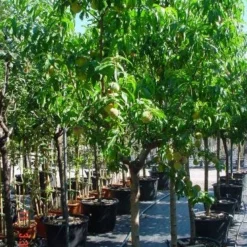 Perzikboom (Prunus Persica) 5 Perzikboom (Prunus Persica) -Aanbiedingen Tuin Vitaal Winkel 312prunuspersica 3