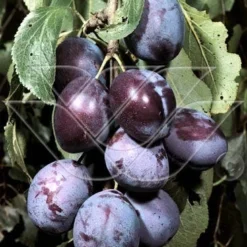 Pruimenboom (Prunus Domestica 'Kwetsen')