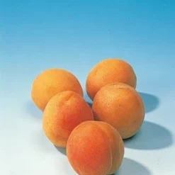 Abrikozenboom (Prunus Armeniaca) 11 Abrikozenboom (Prunus Armeniaca) -Aanbiedingen Tuin Vitaal Winkel abrikoos