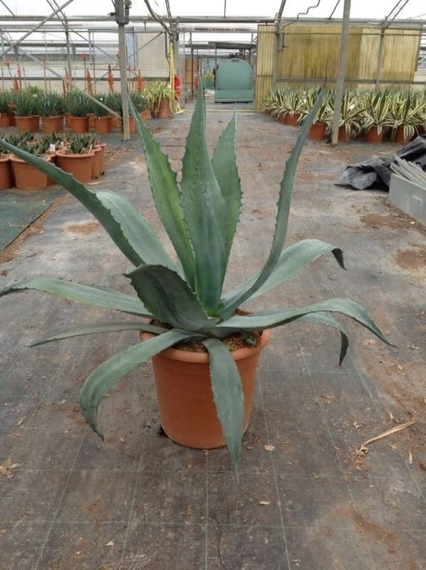 Agave (Agave Americana) 7 Agave (Agave Americana) - Afbeelding 7