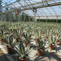 Agave (Agave Americana 'Variegata') 13 Agave (Agave Americana 'Variegata') -Aanbiedingen Tuin Vitaal Winkel agave americana variegata