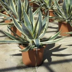 Agave (Agave Americana 'Variegata') 10 Agave (Agave Americana 'Variegata') -Aanbiedingen Tuin Vitaal Winkel agave americana variegata 2