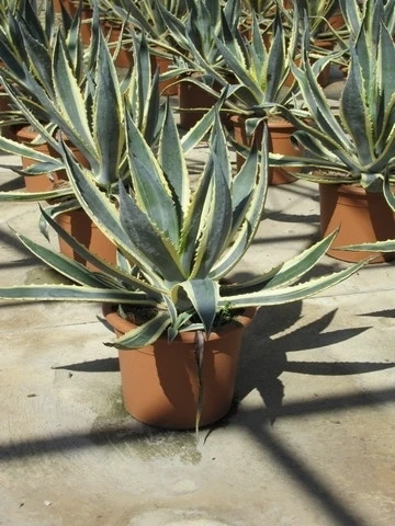 Agave (Agave Americana 'Variegata') 4 Agave (Agave Americana 'Variegata') - Afbeelding 4