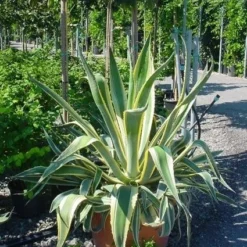 Agave (Agave Americana 'Variegata') 9 Agave (Agave Americana 'Variegata') -Aanbiedingen Tuin Vitaal Winkel agave americana variegata 4