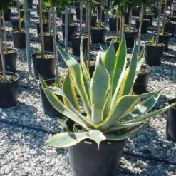 Agave (Agave Americana 'Variegata') 11 Agave (Agave Americana 'Variegata') -Aanbiedingen Tuin Vitaal Winkel agave americana variegata 4 1