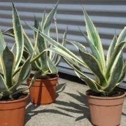 Agave (Agave Americana 'Variegata') 12 Agave (Agave Americana 'Variegata') -Aanbiedingen Tuin Vitaal Winkel agave americana variegata 5