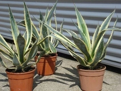 Agave (Agave Americana 'Variegata') 6 Agave (Agave Americana 'Variegata') - Afbeelding 6