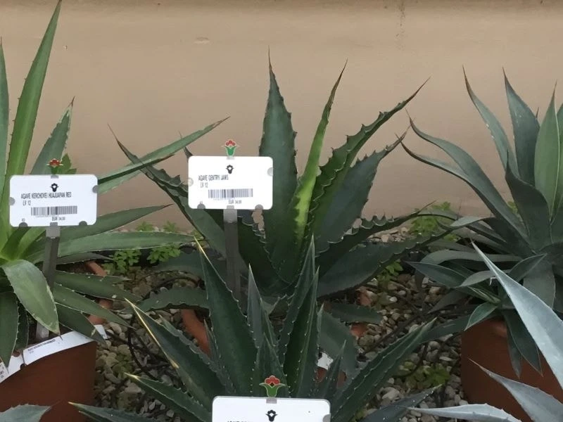 Winterharde Agave (Agave 'Gentryi Jaws') 1 Winterharde Agave (Agave 'Gentryi Jaws')