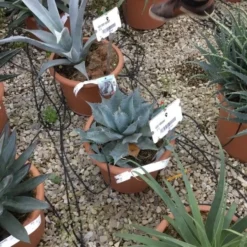 Winterharde Agave (Agave Parrasana) -Aanbiedingen Tuin Vitaal Winkel agave parrasana