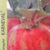 Appelboom (Malus Domestica 'Karneval')