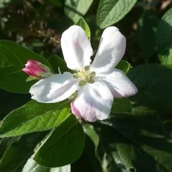 Lei-Appel (Malus Domestica 'Elstar') -Aanbiedingen Tuin Vitaal Winkel appelbloesemelstar01 2
